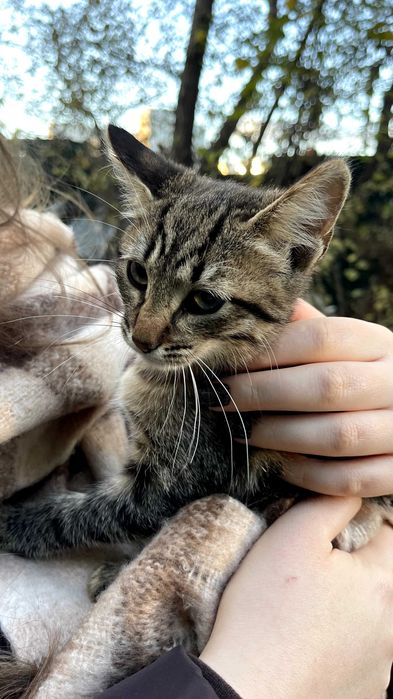 Кошенятка в добрі руки | кошенята | коти | кішки