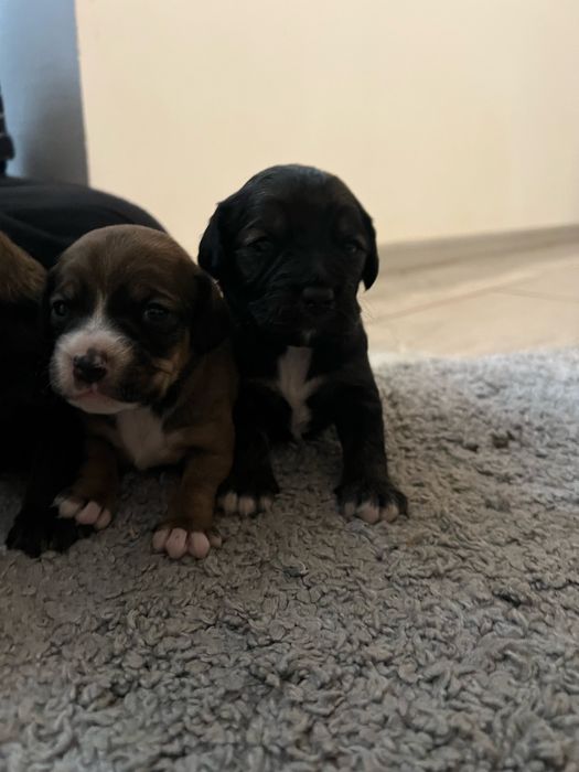 Доступні до бронювання цуценята кокер спаніель!)