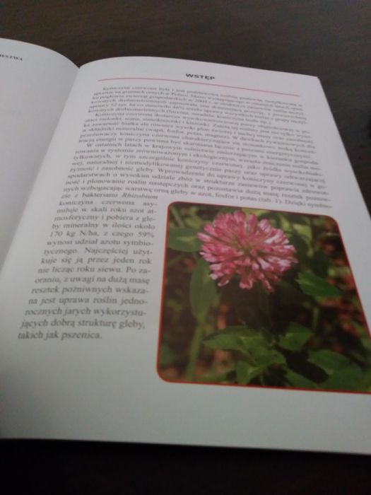 Uprawa kończyny czerwonej na pasze