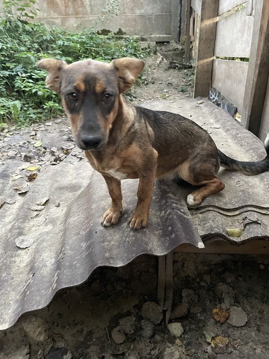 Віддам собачку безкоштовно