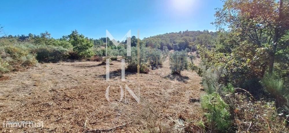 Terreno com Pinhal e Olival- 127