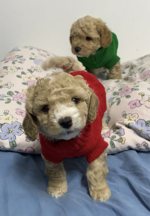 Bichpoo, poochon
