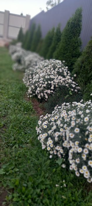 Квіти    осінки  .