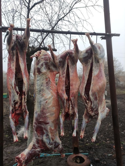 Продам тушку молодої баранини та козлятини,козеня