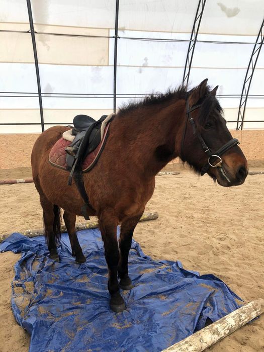 Portan  wałach kuc hucuł