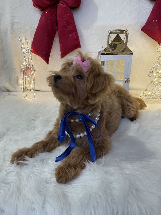 Помапу — Не зволікайте  таких залишилось лише 4!