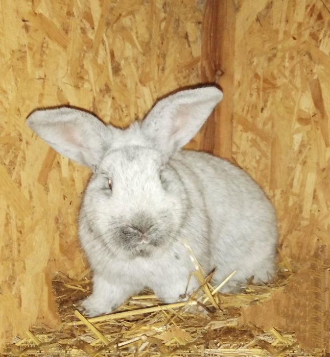 Европейське Срібло.