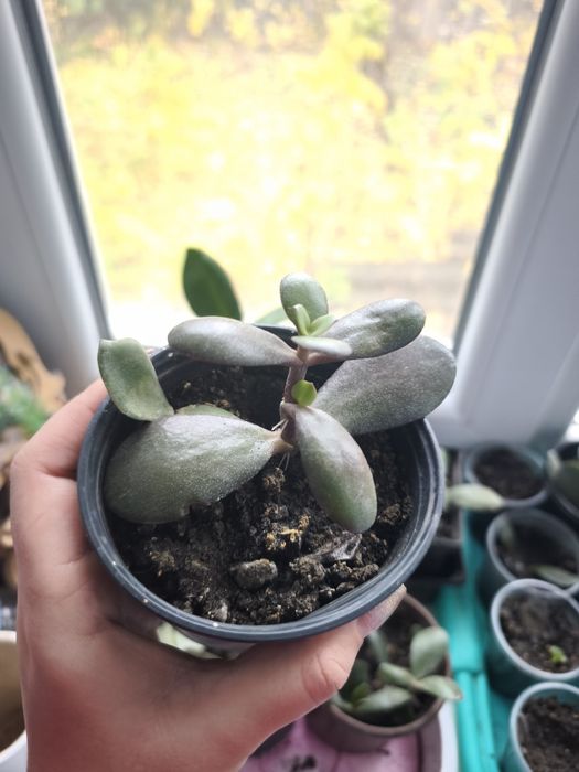 Грошове дерево укоріненне