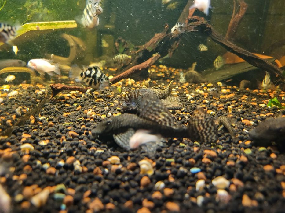 Zbrojnik ancistrus dorosłe pary
