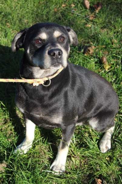 095463 Bruno o adopcji