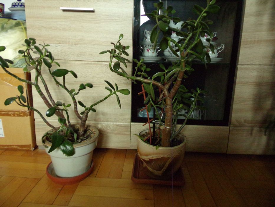 Araukaria grubosz kwiaty Lilia domowe choinka