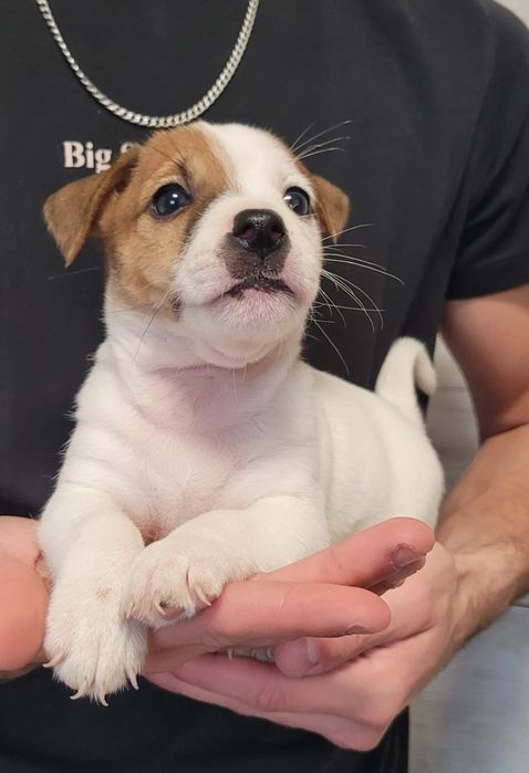 Jack Russell Terrier