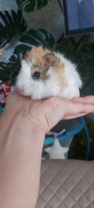 Морські свинки продам є 3 свинки