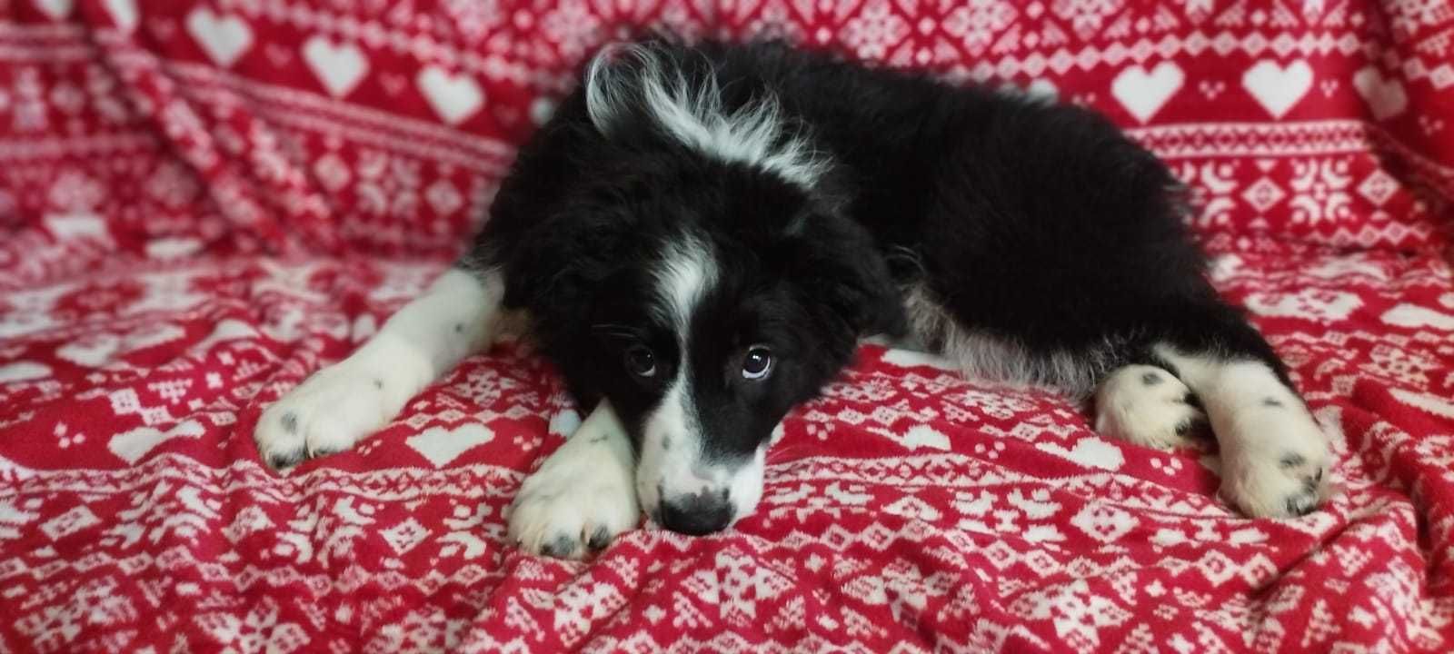 Border Collie piękna piesek  czarno-biała wyjątkowy