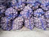 Sadzeniaki bellarosa