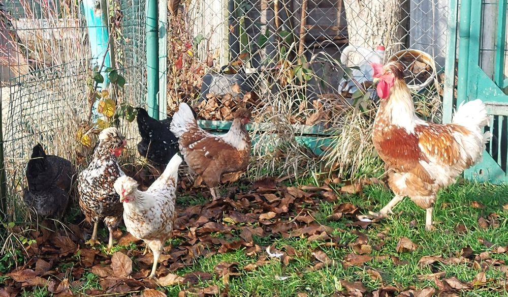 Czubatka staropolska,  jaja lęgowe