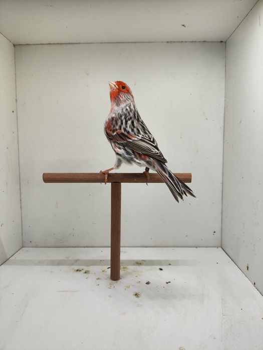 Ágatas Vermelho Mosaico 2025 Machos