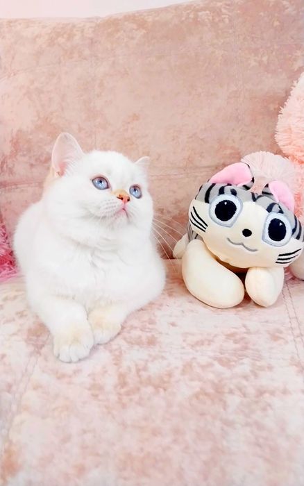 Чарівна манюня шотландська шиншилка