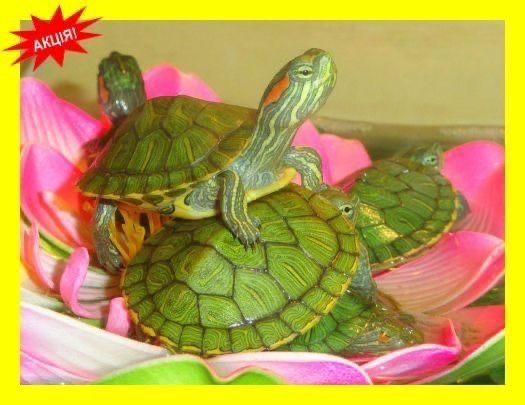Черепахи червоновухі