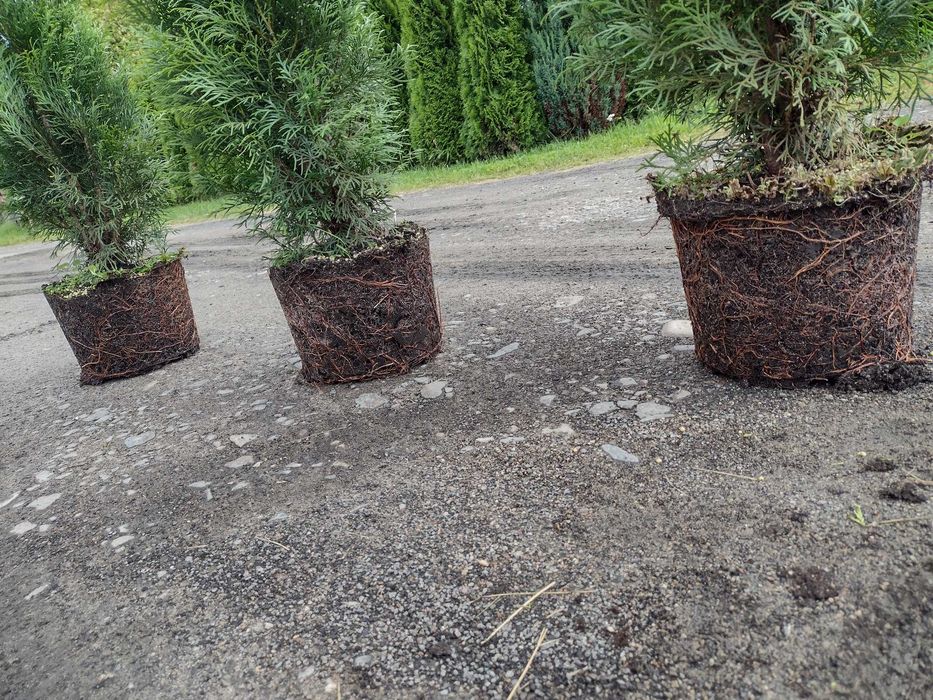 Tuja szmaragd w doniczce 7,5L wysokość 80-100 cm PROMOCJA