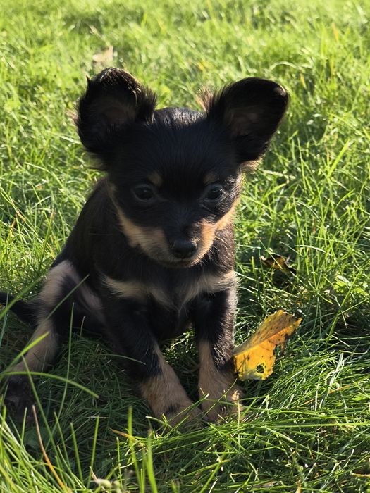 Rosyjski Toy Długowłosy