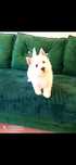 West Highland White Terrier