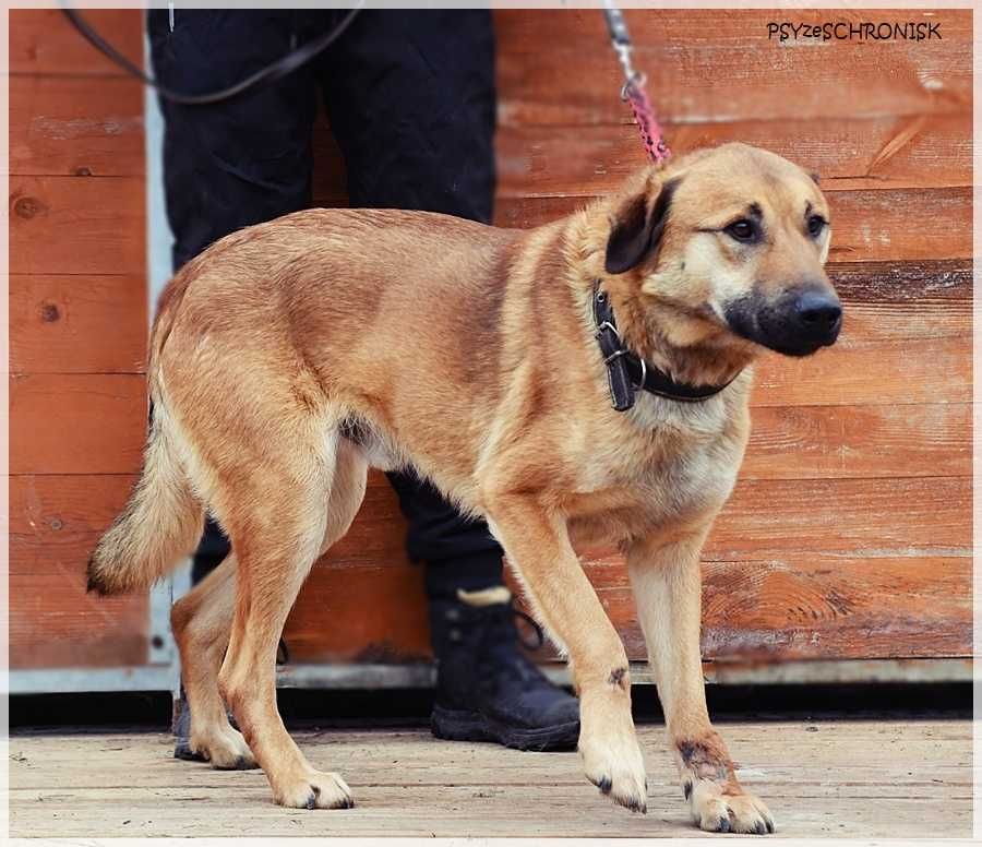 Balu – klasyczny kundelek podlaski, tak samo zasługuje na dom