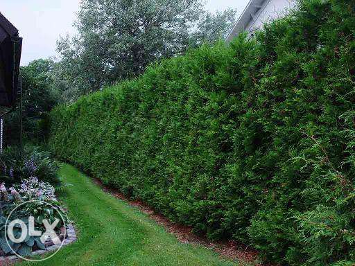 Thuja Tuja Brabant doniczka p9 Szybki Zielony Żywopłot