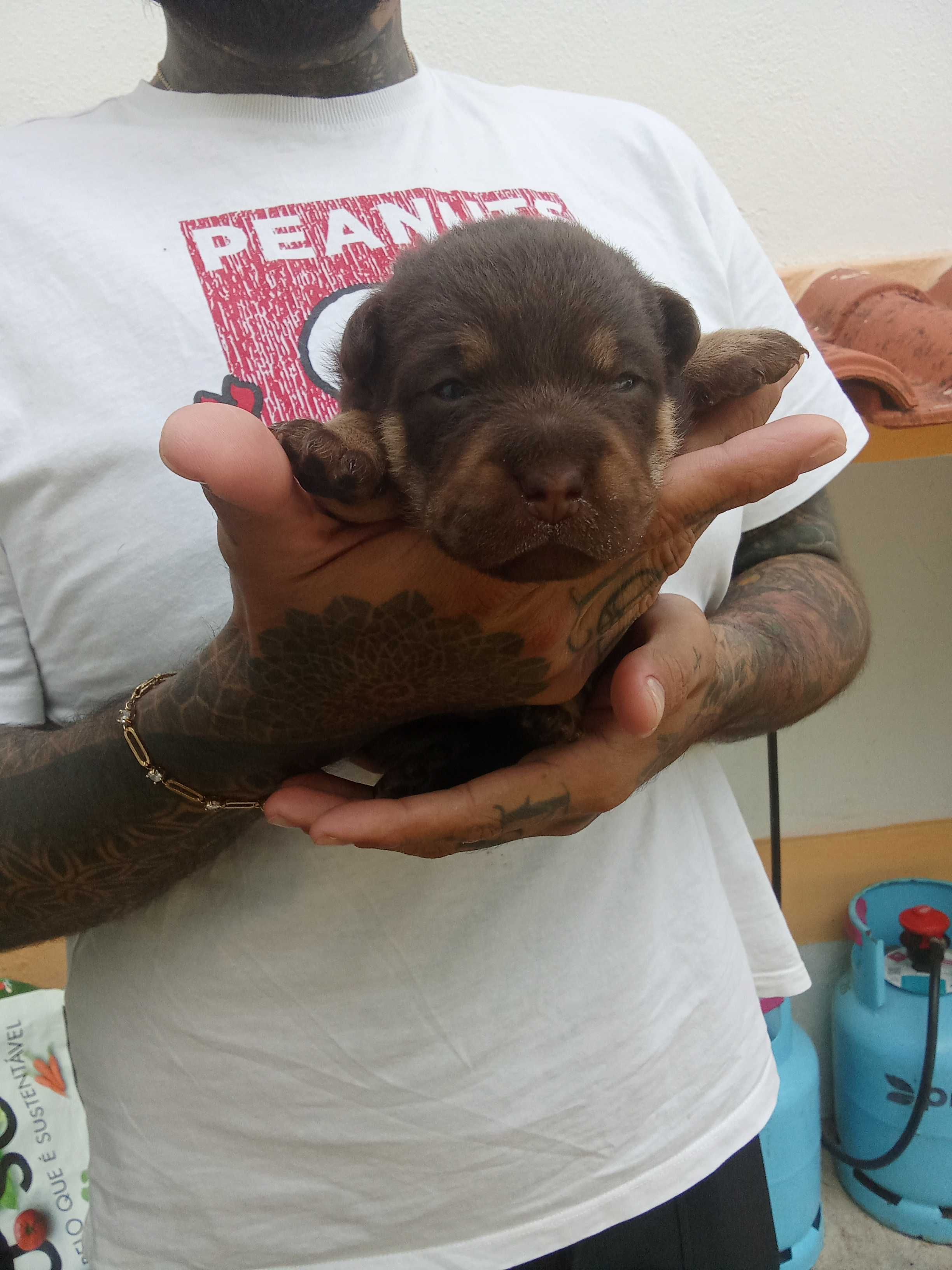 Dou cães bebés a quem estimar