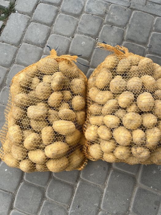 Ziemniaki jadalne