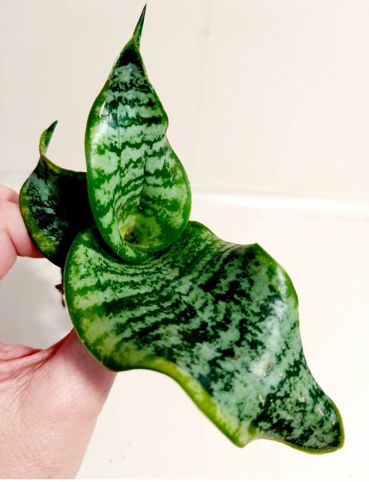 Сансевиерия Sister Twisted