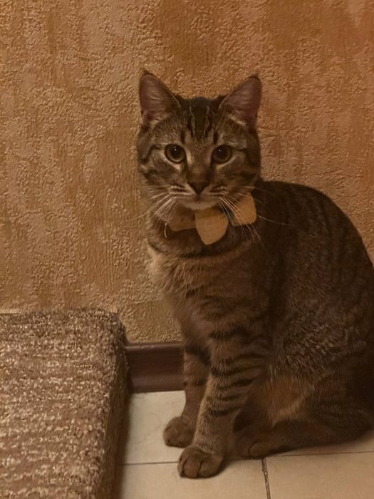 Отдадим кошку в хорошие руки