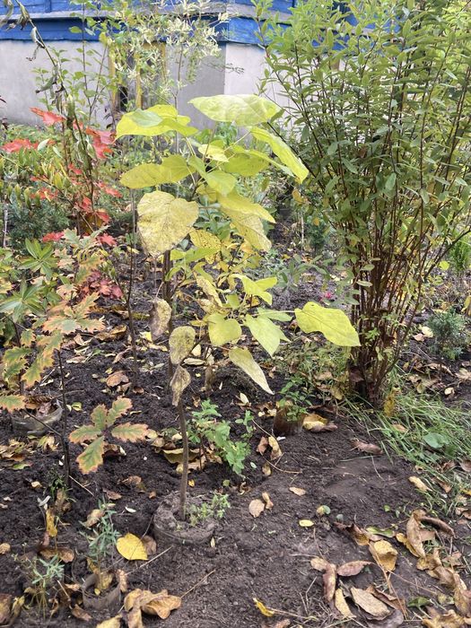 Продаю молодые деревья катальпы