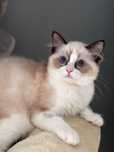 Koteczka  Ragdoll - Seal bicolor