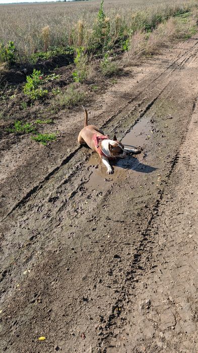 Вязка собак