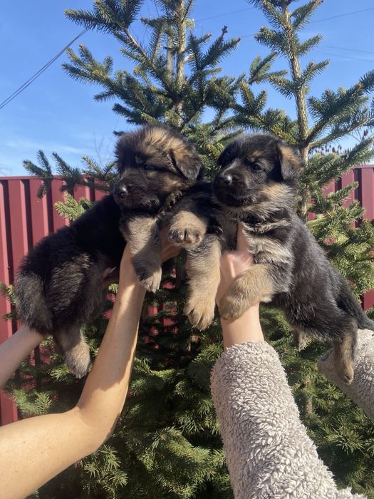 Щенки немецкой овчарки