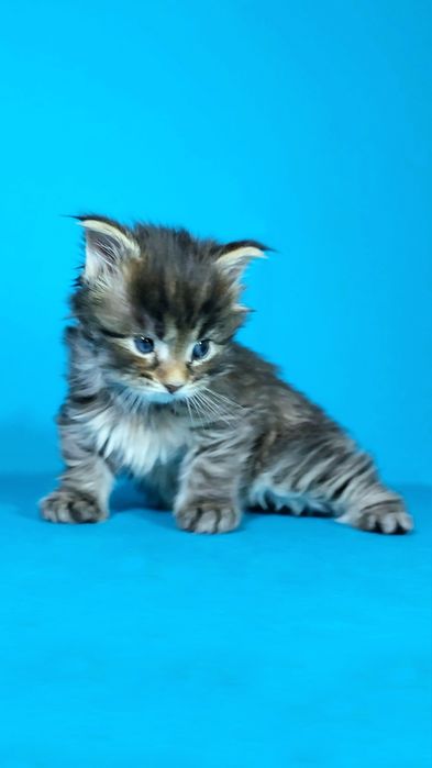 Чорний тигровий хлопчик