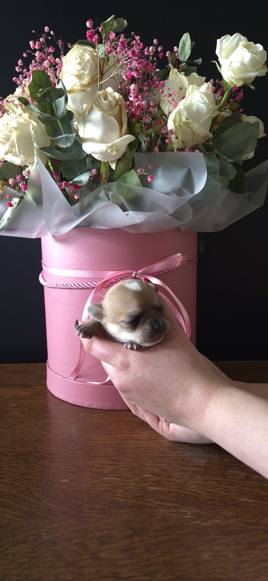 Zapowiedź miotu Chihuahua  ZKwP FCI