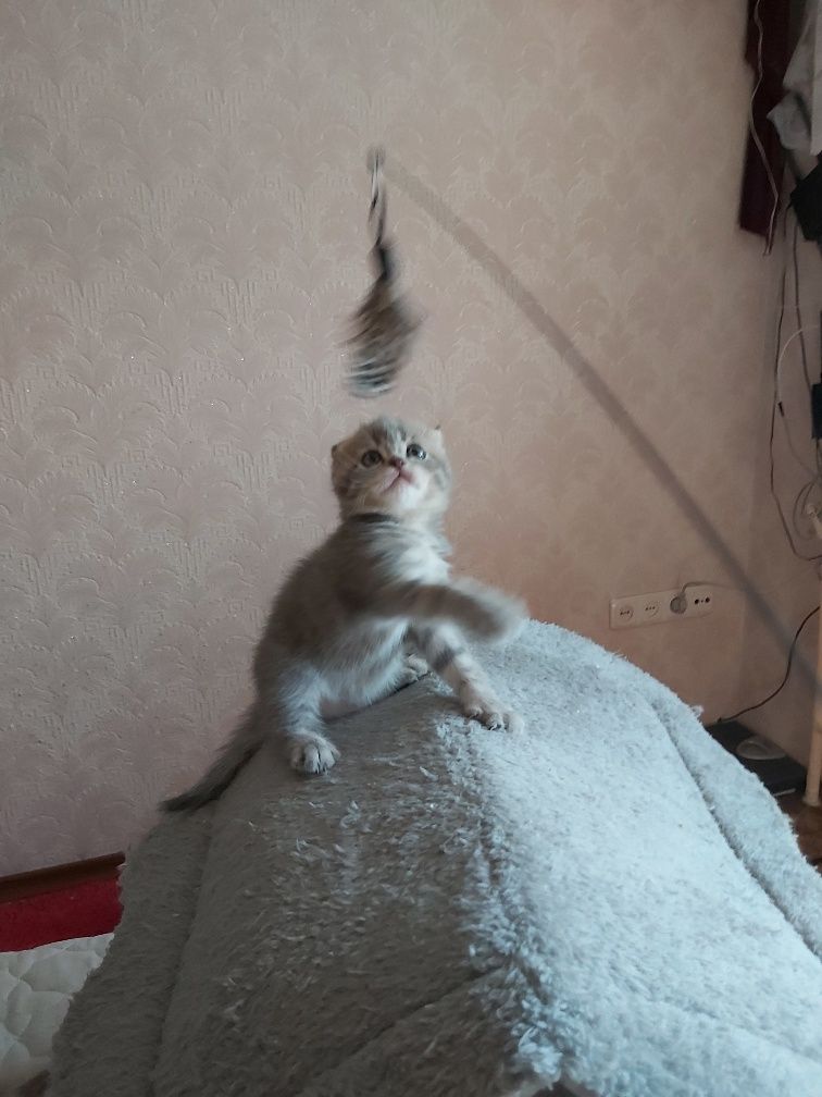 Британські кошенята