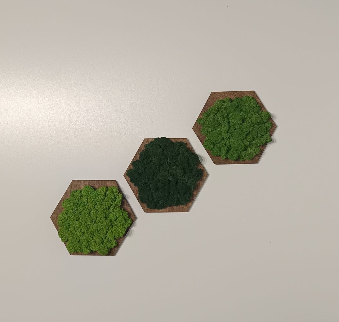 Panel hexagon z mchem chrobotkiem