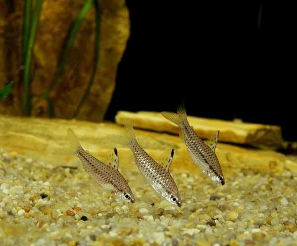 Chilodus punctatus Stojaczek punktowany