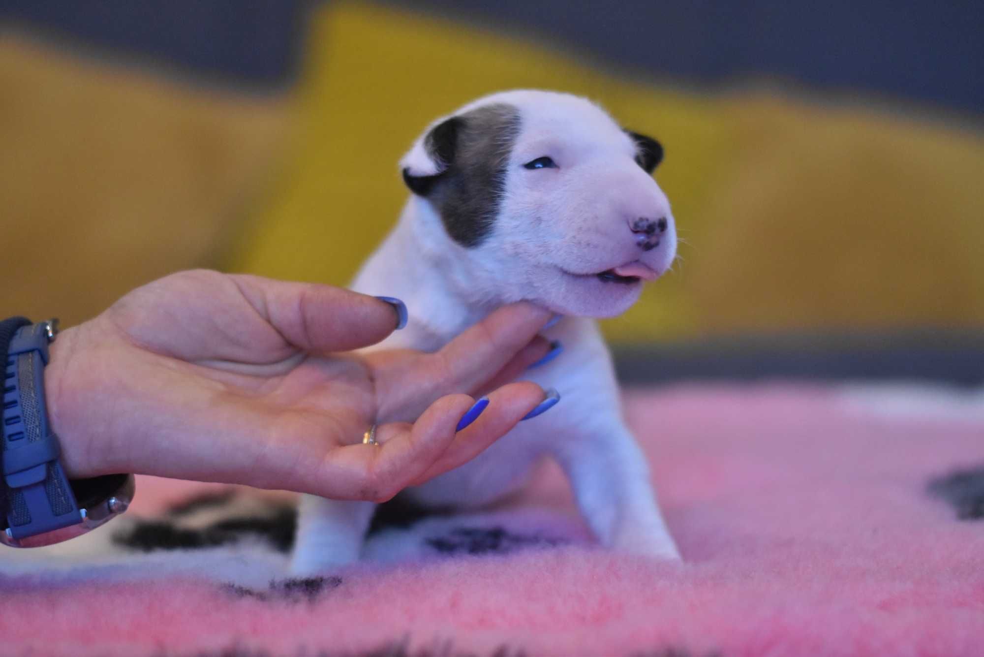 Mini bulterierka – chodząca słodycz szuka domu!