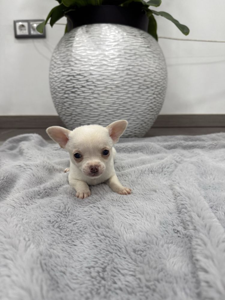 Chihuahua miniatura