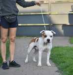 Amstaff wychowany z dziećmi do adopcji - Samiec