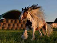 Hodowla koni Irish Gypsy Cob (nie Tinker)