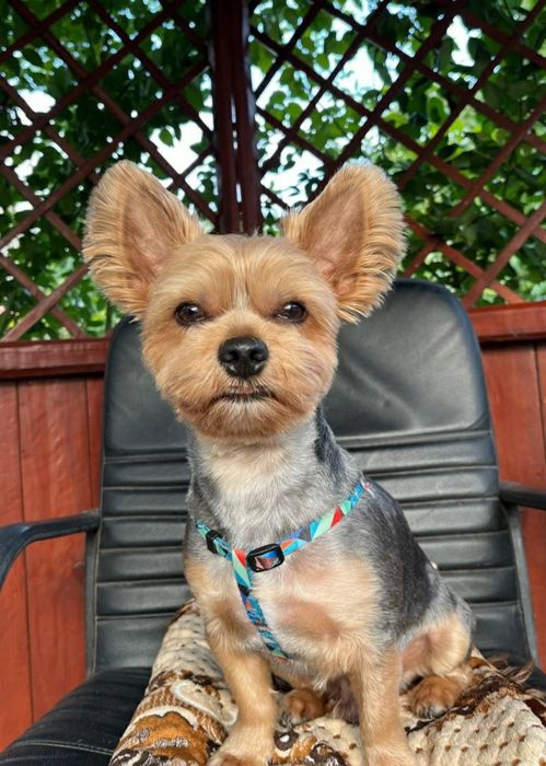 Йоркширский терьер вязка