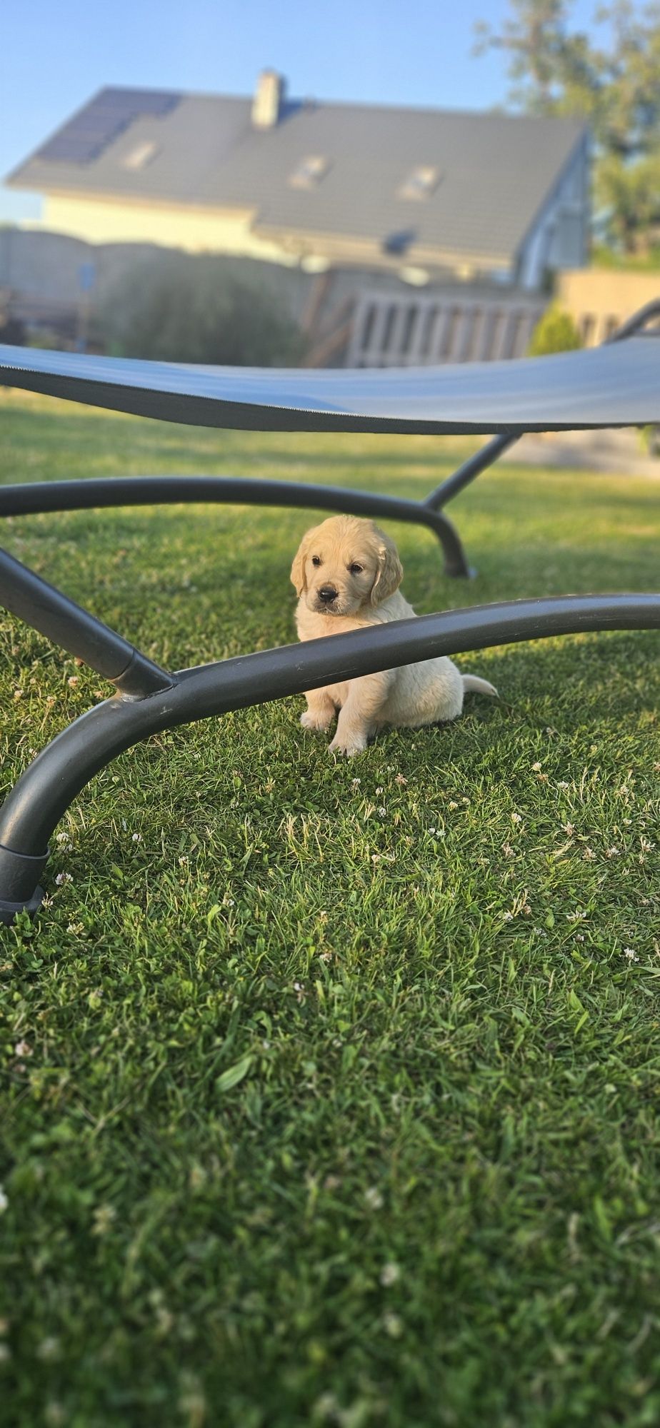 Golden retriever