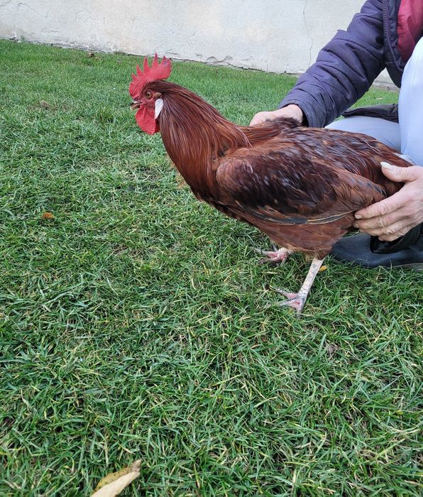 Kogut czerwony młody