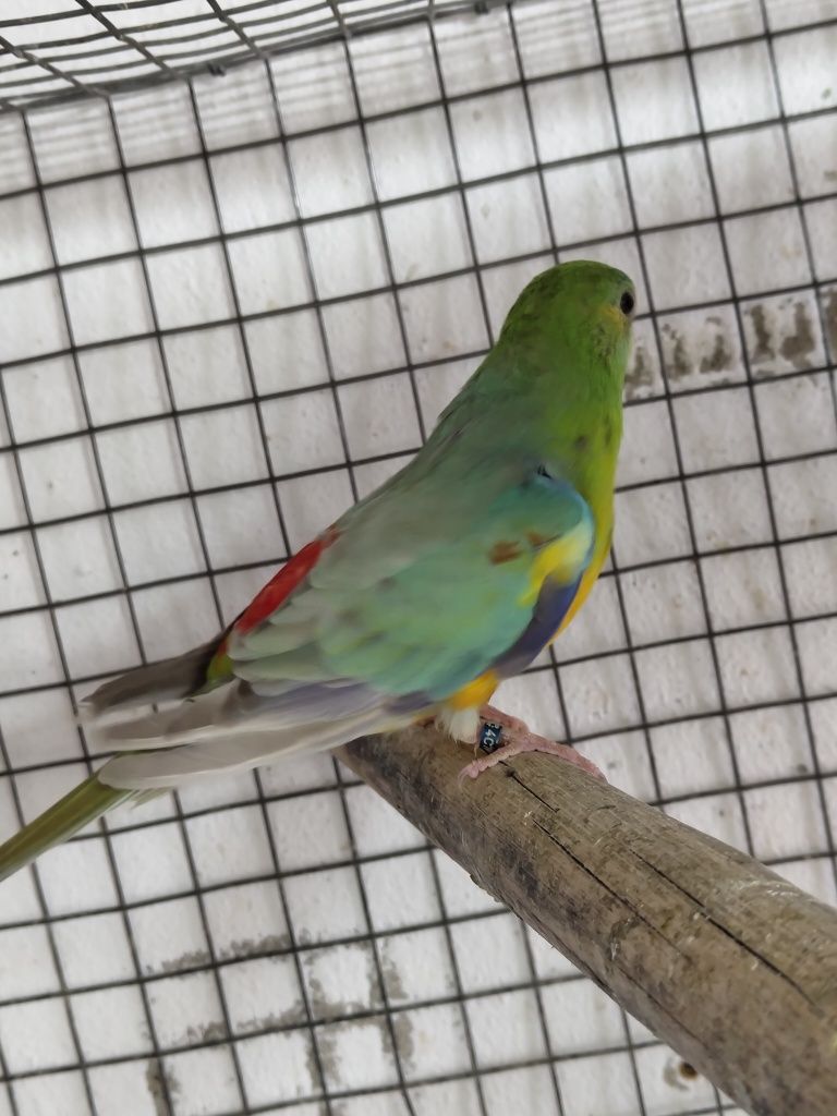 Red Rumped Macho
