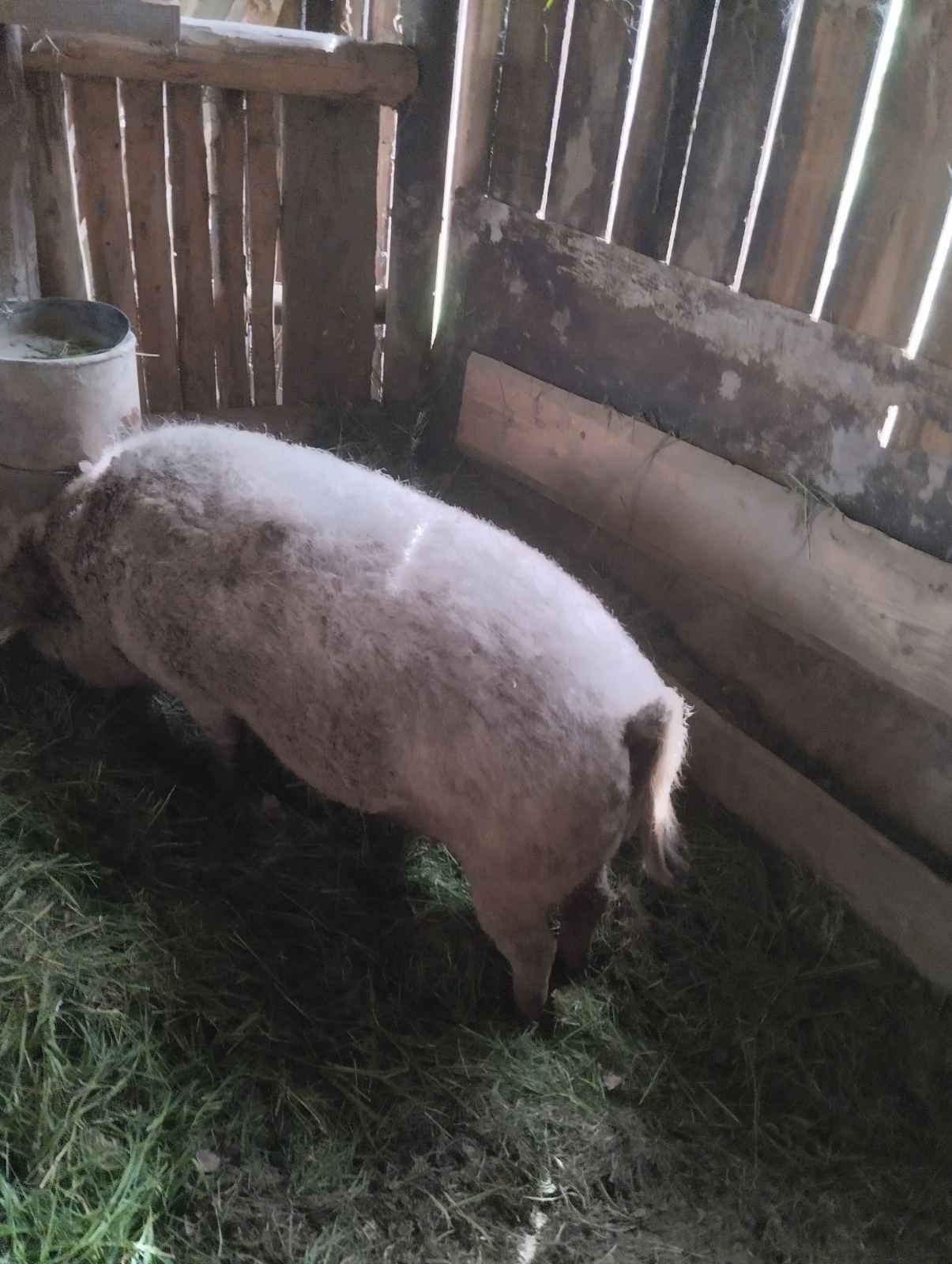 Продам свиню поросна венгерська пухова мангалиця